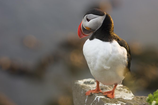 Iceland Super Saver: Puffin Cruise plus Whale-Watching Tour from Reykjavik - Timing, order, and practical planning