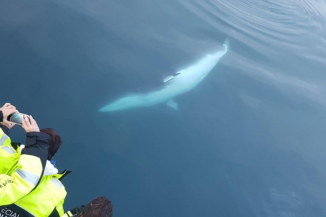 Iceland Super Saver: Puffin Cruise plus Whale-Watching Tour from Reykjavik - How to improve your chances of enjoying it