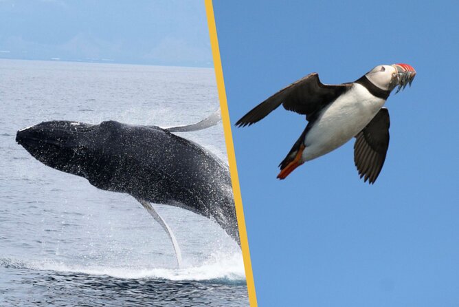 Iceland Super Saver: Puffin Cruise plus Whale-Watching Tour from Reykjavik - The puffin cruise around Akurey