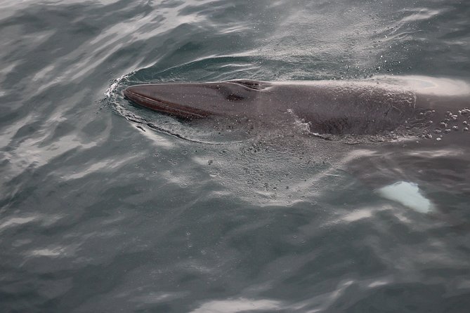 Icelandic Horse Riding and Whale Watching Cruise from Reykjavík - What the guides and gear add