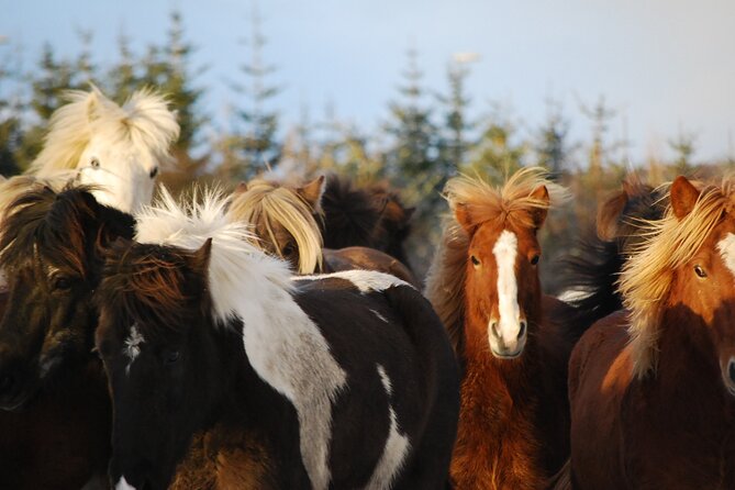Icelandic Horse Riding and Whale Watching Tour from Reykjavik - Two Iceland classics in one half-day