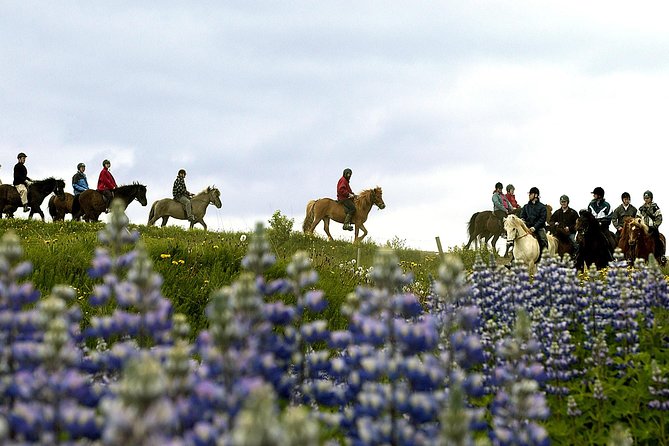 Icelandic Horseback Riding Tour Including Pick Up from Reykjavik - Lava fields, streams, and mountain views