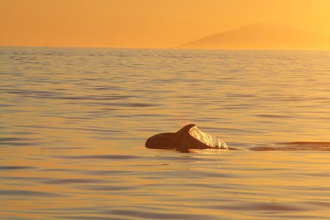Magical Whales in the Midnight Sun | from Reykjavik - Why the midnight sun changes the whale-watching experience
