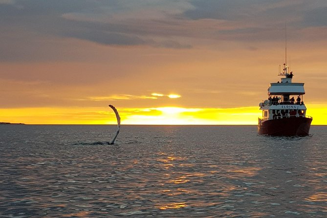 Magical Whales in the Midnight Sun | from Reykjavik - The whales and other animals you may see