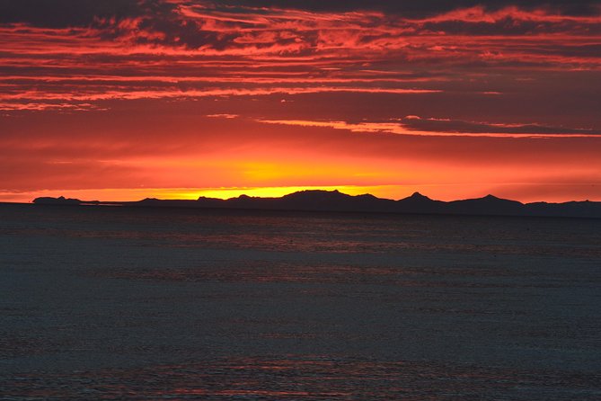 Magical Whales in the Midnight Sun | from Reykjavik - How much value you get for $105
