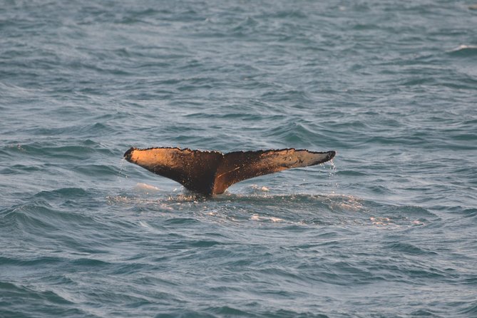 Magical Whales in the Midnight Sun | from Reykjavik - Who should book this cruise