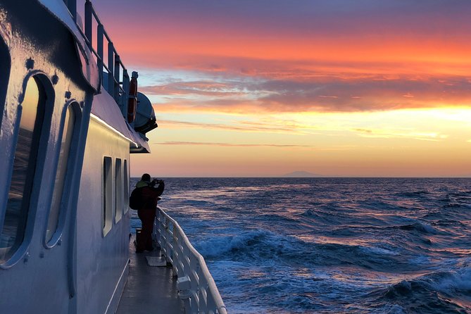 Magical Whales in the Midnight Sun | from Reykjavik - What happens during the three-hour cruise