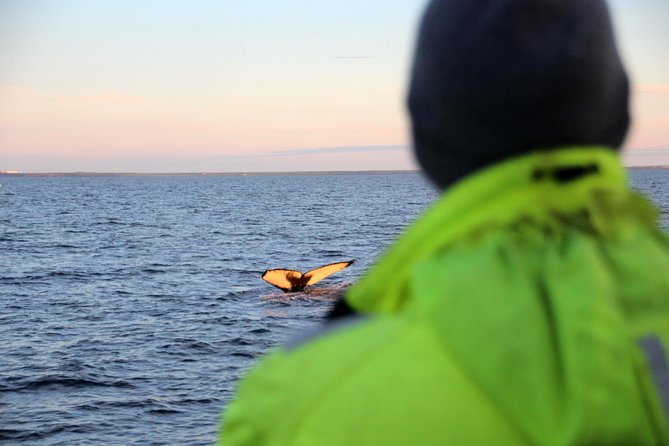 Midnight Sun Whale Watching from Reykjavik - Key points to know before you book