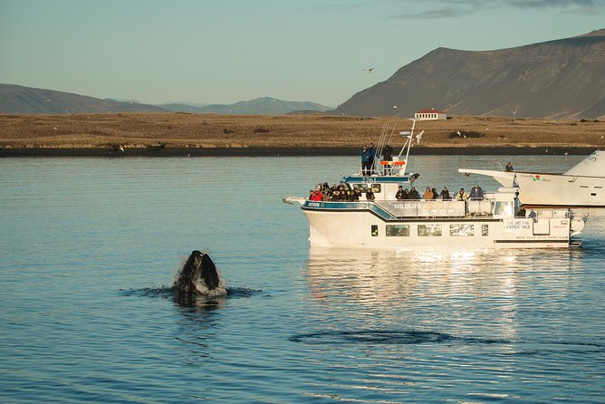 Midnight Sun Whale Watching from Reykjavik - Leaving Geirsgata 11 for Faxaflói Bay