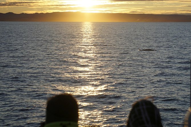 Midnight Sun Whale Watching from Reykjavik - Guides who help you spot the wildlife