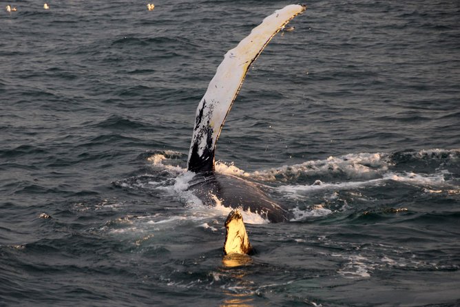 Midnight Sun Whale Watching from Reykjavik - A regular boat, and the possibility of a RIB
