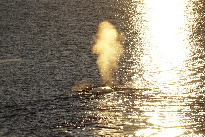 Midnight Sun Whale Watching from Reykjavik - How much value do you get for $109.34?