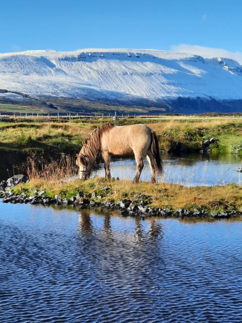 North Iceland: Horseback Riding Tour - A short ride with a surprisingly varied route