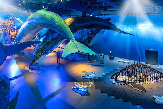 Northern Lights by Boat with a Backup Plan from Reykjavik - The Whales of Iceland backup plan