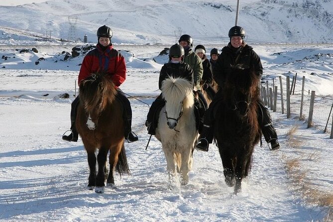One-Hour Horseback Riding Tour in the Icelandic Countryside - Getting to know the Icelandic horse
