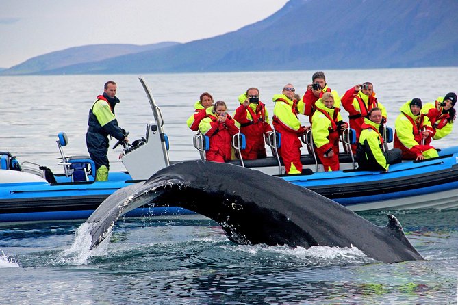 Original Big Whale Safari & Puffins Speedboat Tour from Húsavík - Puffin Island between April and August