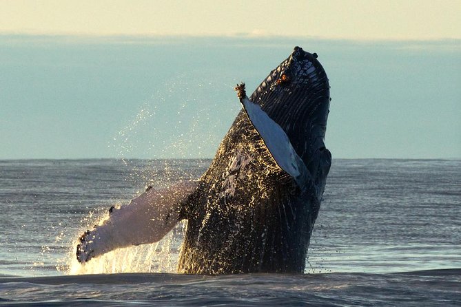 Original Big Whale Safari & Puffins Speedboat Tour from Húsavík - Who should book this Húsavík safari?