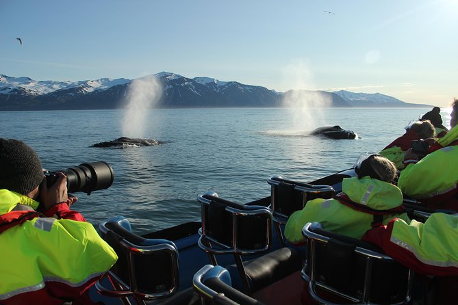 Original Big Whale Safari & Puffins Speedboat Tour from Húsavík - Should you book the Original Big Whale Safari?