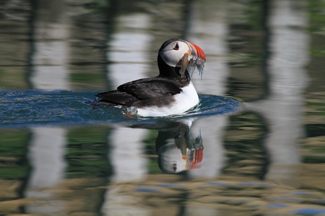 Original Big Whale Safari & Puffins Speedboat Tour from Húsavík - FAQ