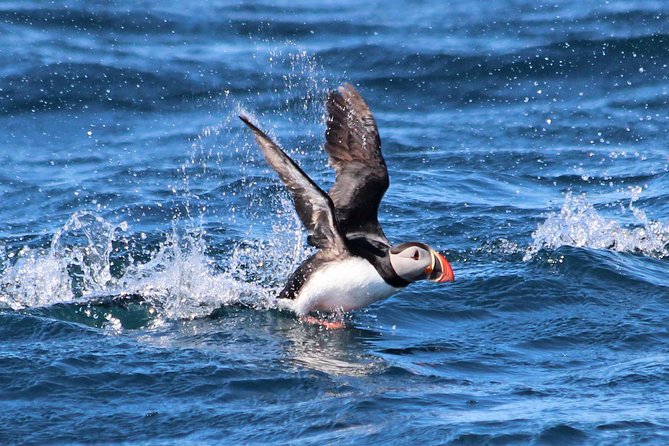 Original Big Whale Safari & Puffins Speedboat Tour from Húsavík - Crossing Skjálfandi Bay in search of whales