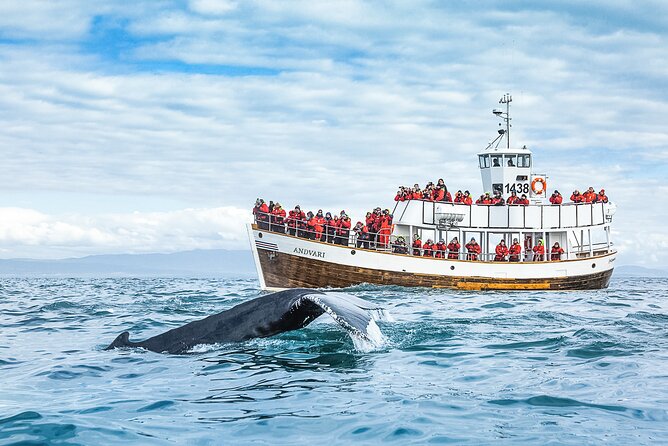 Original Carbon Neutral Whale Watching Tour from Húsavík - Sailing from Húsavík into Skjálfandi Bay
