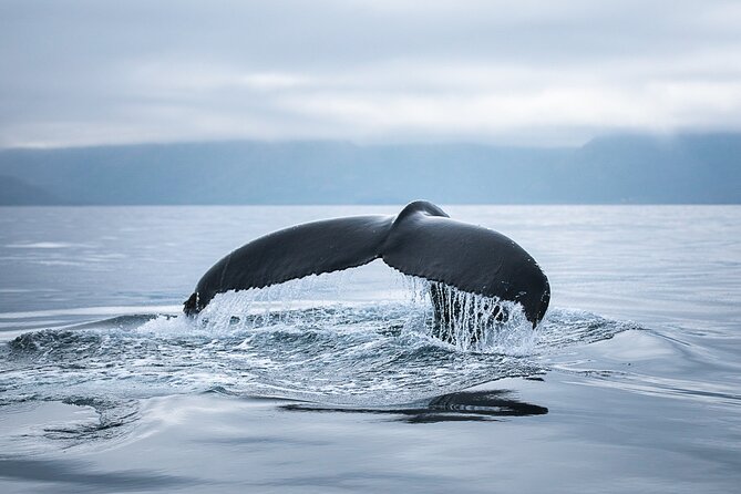 Original Carbon Neutral Whale Watching Tour from Húsavík - The return trip, hot chocolate, and cinnamon buns