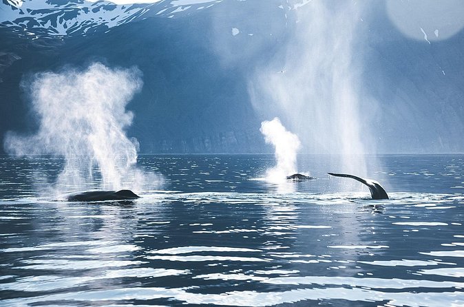 Original Carbon Neutral Whale Watching Tour from Húsavík - Is $135.16 a fair price?