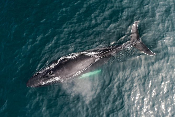 Original Carbon Neutral Whale Watching Tour from Húsavík - My booking advice