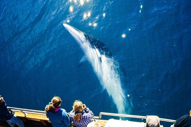 Original Carbon Neutral Whale Watching Tour from Húsavík - Looking for humpbacks, minkes, and dolphins