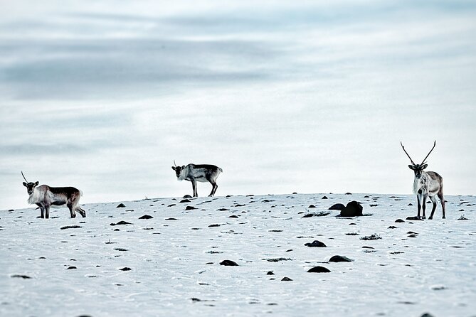 Premium Ice Cave Tour Vatnajokull Iceland - The guide adds the meaning behind the ice
