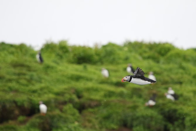 Premium Small-Group Puffin & Bird Watching tour from Reykjavík - Why this short Reykjavík tour works