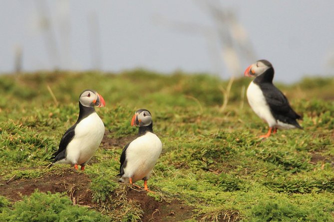 Premium Small-Group Puffin & Bird Watching tour from Reykjavík - Meeting at Reykjavík’s Old Harbour