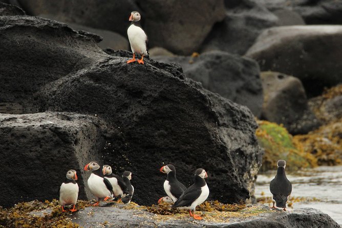 Premium Small-Group Puffin & Bird Watching tour from Reykjavík - Who should book this puffin trip