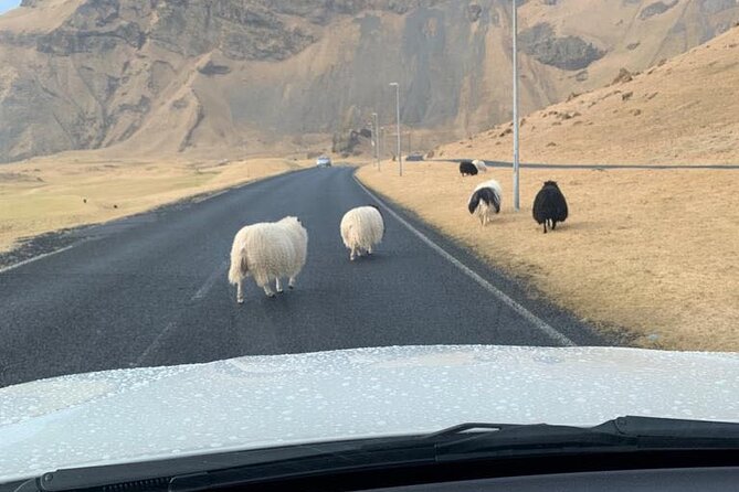 PRIVATE 2-Hours Tour - Westman Islands with a local in a BMW X5 - How the custom route works with Melissa