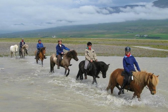 Private 3-Hour Horseback Riding Tour - What makes the Icelandic horse different