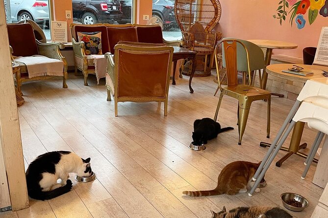 Private Reykjavik Cat Walking Tour - The guide can shape the whole experience