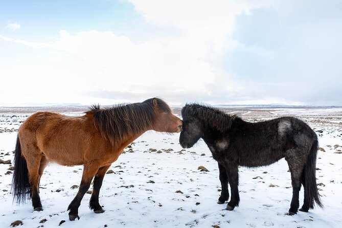 Private Tour Of The Golden Circle With Farm Visits In Iceland - Strokkur and the waiting game at Geysir