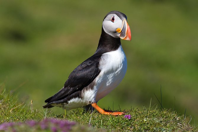 Puffin and Volcano Tour with Ebbi - Heimaey in two hours, with a local guide