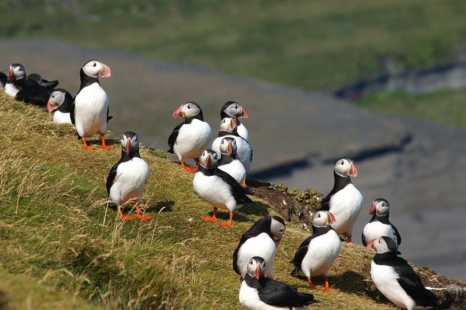 Puffin and Volcano Tour with Ebbi - Eldfell, where the ground tells the story