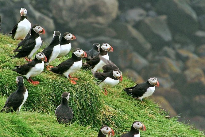 Puffin and Volcano Tour with Ebbi - Price, meeting point, and timing