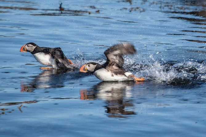 Puffin Cruise with Expert Tour Guide from Reykjavik - The boat, seating, and crowding