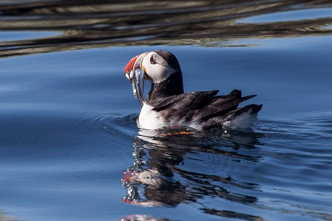 Puffin Cruise with Expert Tour Guide from Reykjavik - The guide makes the short format work