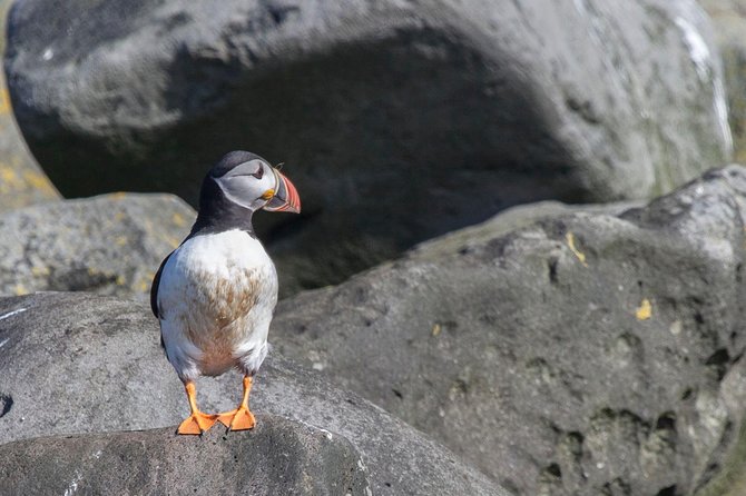 Puffin Cruise with Expert Tour Guide from Reykjavik - How much value do you get for $63.96?