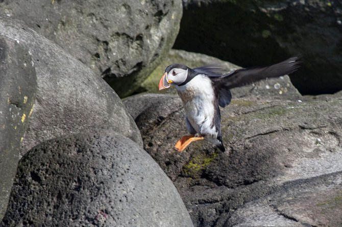 Puffin Cruise with Expert Tour Guide from Reykjavik - Timing, meeting point, and practical planning