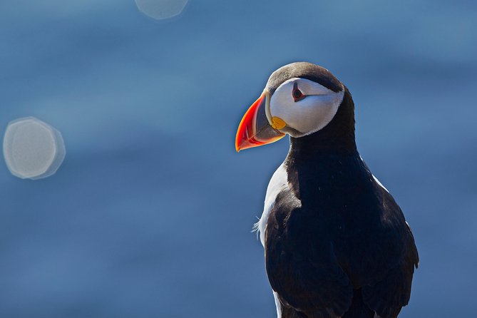 Puffin Cruise with Expert Tour Guide from Reykjavik - Who should book this puffin cruise?