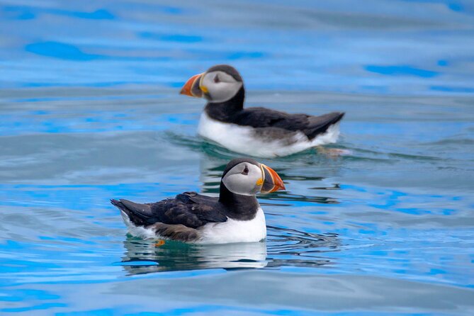 Puffin Watching Speedboat Express - The ride toward Videy Island