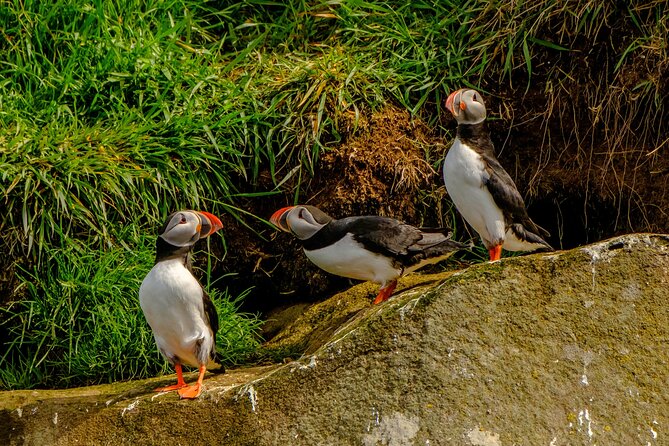 Puffin Watching Speedboat Express - Quiet puffin watching near the islands