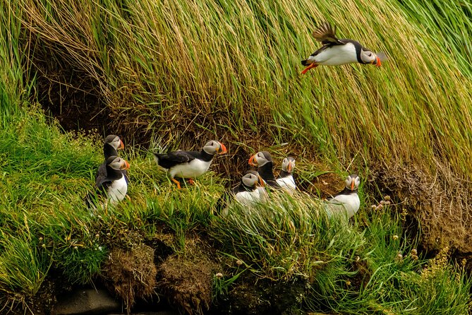 Puffin Watching Speedboat Express - Who will enjoy this RIB outing most?