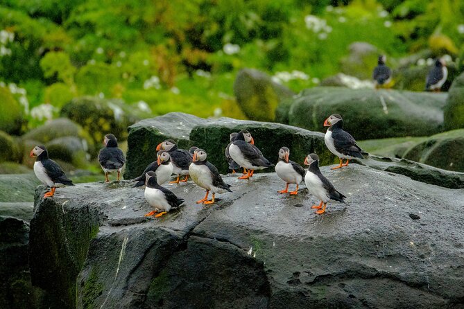Puffin Watching Speedboat Express - Harpa and the Reykjavík waterfront