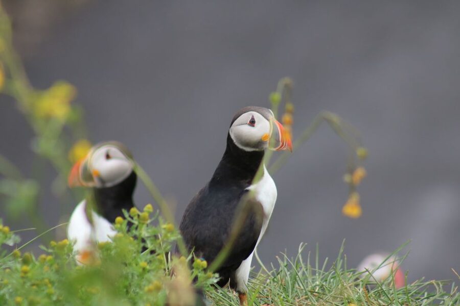 Reykjavik: 1-Hour Puffin Watching Tour - Choosing the right island for the conditions